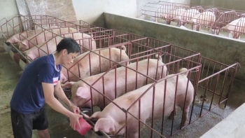 Giá heo hơi hôm nay 24/5: Tăng lập đỉnh mới cơ hội để người nuôi xuất chuồng gỡ vốn