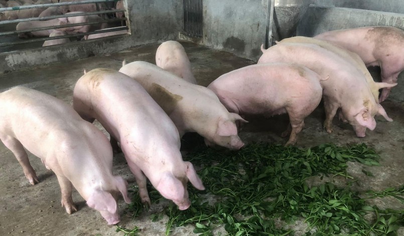 Giá heo hơi hôm nay (24/5) được dự báo sẽ duy trì được đà tăng. Giá heo hơi hôm nay (24/5) được dự báo sẽ duy trì được đà tăng.