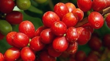 Giá nông sản hôm nay 24/5: Cà phê giảm sốc dưới mốc 60.000 đồng/kg, hồ tiêu giữ vững đỉnh 76.000 đồng/kg