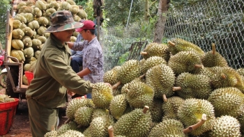 Gặp khó tại thị trường Trung Quốc sầu riêng Việt chuyển hướng sang Ấn Độ hứa hẹn những bứt phá mới