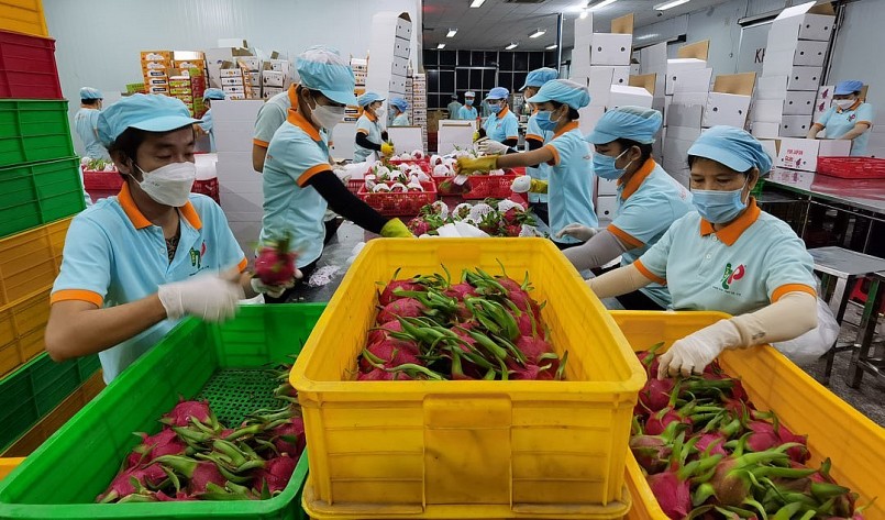 Hiện nay, trái thanh long là mặt hàng được phép xuất khẩu sang thị trường Ấn Độ.