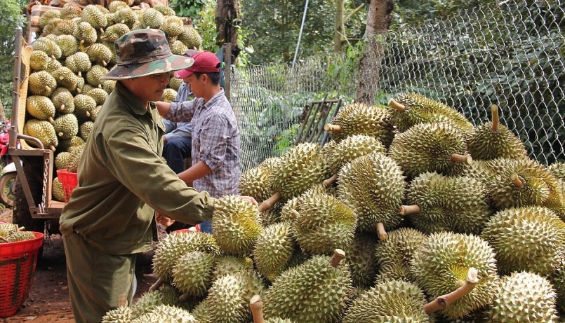 Việt Nam kỳ vọng sẽ xuất khẩu sầu riêng sang thị trường Ấn Độ.