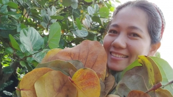 Lá cây tưởng bỏ đi bất ngờ được ép thành đĩa thế giới thích mê đặt hàng tới tấp lo thiếu lá cây