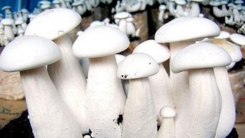 Công dụng tuyệt vời của nấm Hoàng Đế