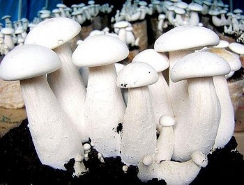 Công dụng tuyệt vời của nấm Hoàng Đế