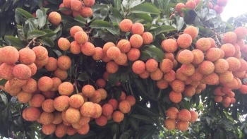 Thủ phủ vải thiều Bắc Giang đón nhận tin vui, cánh cửa xuất khẩu thêm rộng mở