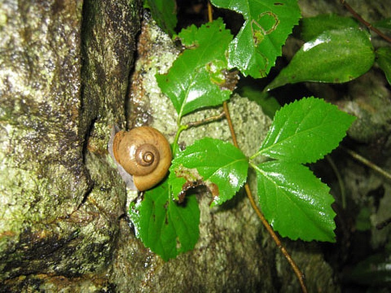 Ốc suối Bàng Mộc Châu thường xuất hiện vào mùa mưa