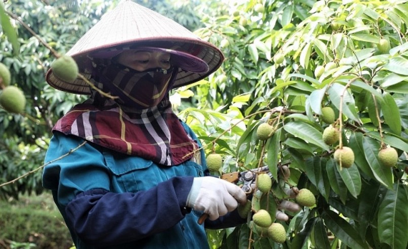 Người dân Bắc Giang chuẩn bị bước vào vụ thu hoạch vải thiều.