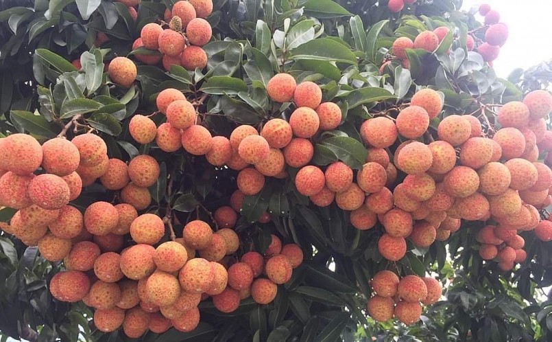 Sản lượng vải thiều Bắc Giang năm 2023 ước đạt trên 180.000 tấn.