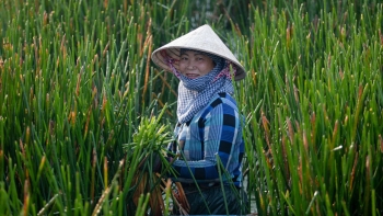 Biến cỏ dại thành “nhà” cho tôm cá đến vụ cắt bán làm hàng thủ công xuất khẩu