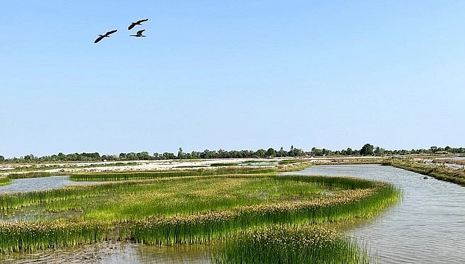 Những vùng cỏ năn tượng mọc tự nhiên ở ĐBSCL.