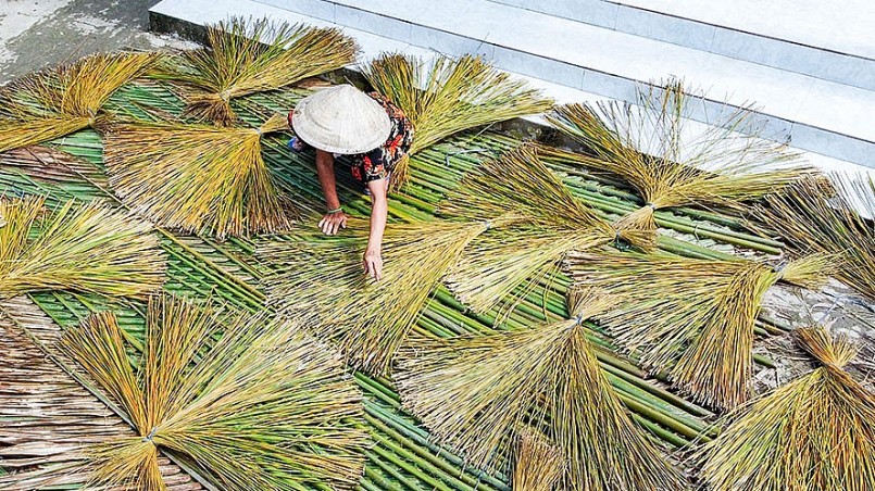 Sau khi thu hoạch, cỏ năn tượng được đem phơi khô.