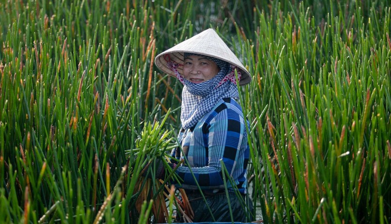 Cỏ năn tượng vừa là trố trú cho cá tôm vừa tạo nguồn nguyên liệu làm thủ công mỹ nghệ.