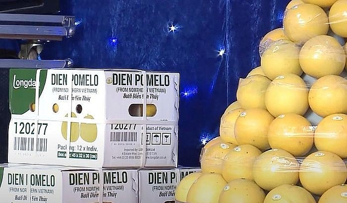 Khi trái bưởi Diễn của HTX được xuất khẩu Châu Âu đã tạo tiếng vang lớn và thu hút sự quan tâm của khách hàng.