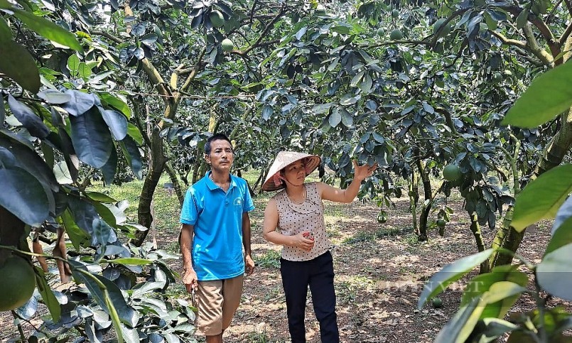 Vườn bưởi Diễn VietGAP của gia đình anh Bình.