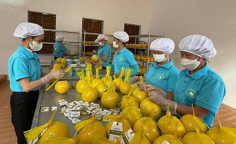 Bưởi Diễn VietGAP của HTX được doanh nghiệp bọc lưới, dán tem trước khi xuất khẩu.