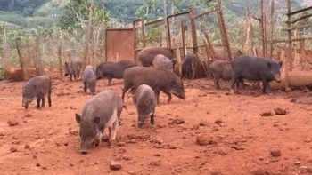 Nuôi loài heo đen trũi chỉ cho ăn kham khổ, thịt thơm chắc nịch chưa bao giờ lo ế, bỏ túi 200 triệu đồng/năm