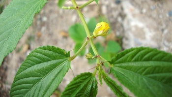 Những loại rau mùa hè nhiều canxi hơn cả sữa, ăn vào bổ máu, ngừa ung thư