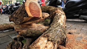 Hà Nội chặt hạ 3 cây sưa: Tại sao sưa đỏ lại đắt hơn vàng?