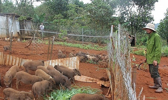 Heo rừng cho ăn kham khổ chủ yếu là rau cỏ, tuy chậm lớn những chất lượng cao.