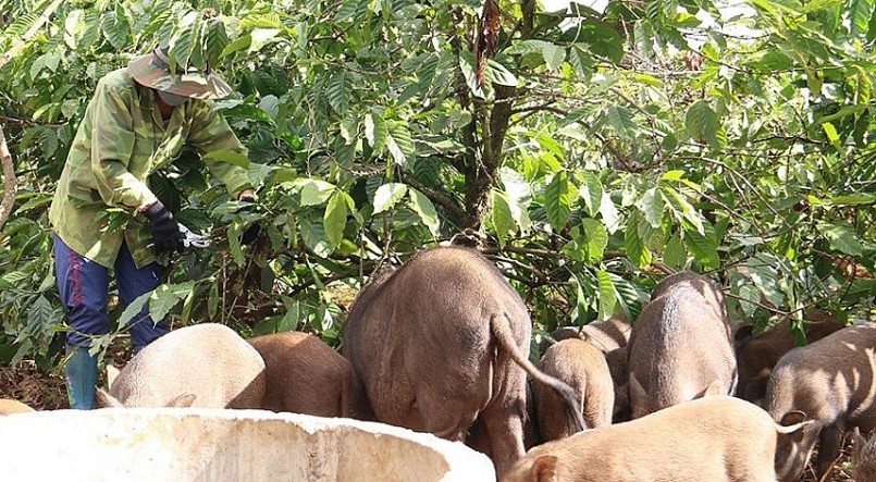 Nhiều hộ dân ở huyện Đắk Glong (tỉnh Đắk Nông) nuôi heo rừng theo kiểu thả rông trong vườn để có chất lượng thịt tốt.