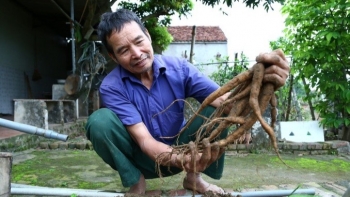 Trồng cây dây leo được ví như thần dược, lão nông bán một củ đong được 3 tạ thóc