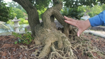 Ông trùm "gác kiếm " trở thành đại gia đá quý hiện sở hữu bộ sưu tập bonsai sơ ri cổ thụ cực hiếm
