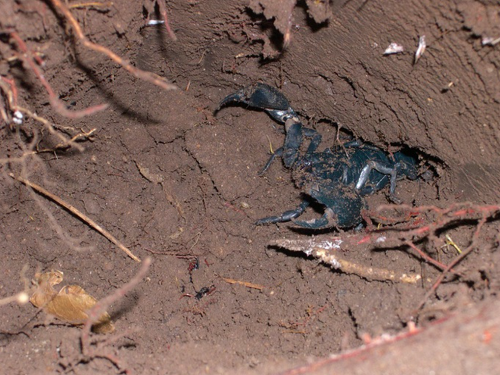 Đặc sản cực độc xứ Bảy Núi không phải ai cũng dám thử,