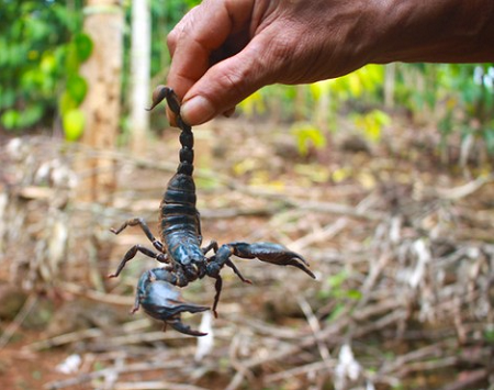Đặc sản cực độc xứ Bảy Núi không phải ai cũng dám thử,