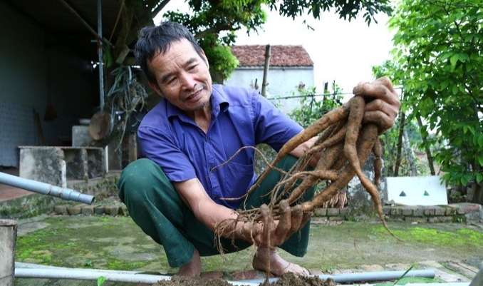 Củ sâm trên tay ông Viên đang cầm có giá trị cao nhất, khoảng 2,2 triệu đồng/kg