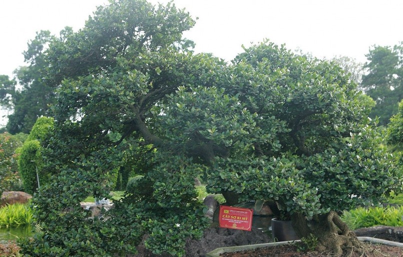 Cây sơ ri Mỹ được ông Dũng mua tại Triển lãm bonsai Châu Á - Thái Bình Dương năm 2017 – cây đoạt giải vàng tại Triển lãm với giá hàng trăm triệu đồng. Cây sơ ri Mỹ được ông Dũng mua tại Triển lãm bonsai Châu Á - Thái Bình Dương năm 2017 – cây đoạt giải vàng tại Triển lãm với giá hàng trăm triệu đồng.