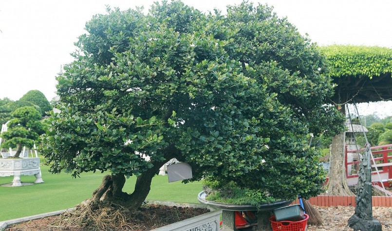 Cũng theo ông Dũng, người dân Việt Nam chỉ biết đến quả sơ ri chứ chưa bao giờ được chiêm ngưỡng cây sơ ri lớn như thế này. Cũng theo ông Dũng, người dân Việt Nam chỉ biết đến quả sơ ri chứ chưa bao giờ được chiêm ngưỡng cây sơ ri lớn như thế này.