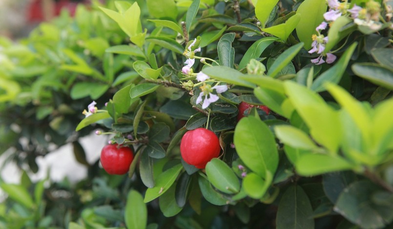 Quả sơ ri có dạng hình tròn mọc thành từng cụm 2-3 quả đều khắp cây rất đẹp mắt. Quả sơ ri có dạng hình tròn mọc thành từng cụm 2-3 quả đều khắp cây rất đẹp mắt.