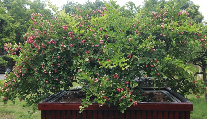 Đây là một loại cây rất có giá trị, đem lại hiệu quả kinh tế cao và rất ít người trồng cây si rô làm cây cảnh. Đây là một loại cây rất có giá trị, đem lại hiệu quả kinh tế cao và rất ít người trồng cây si rô làm cây cảnh.