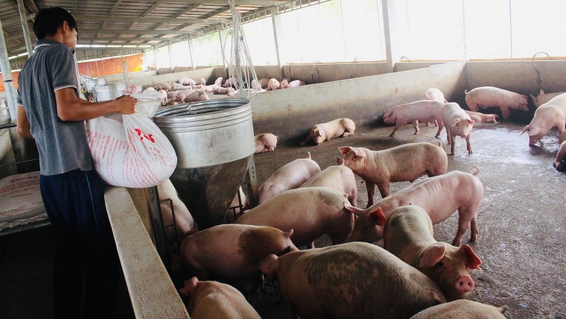 Giá heo hơi hôm nay (25/5) tăng cao nhất 3.000 đồng/kg ở miền Bắc.