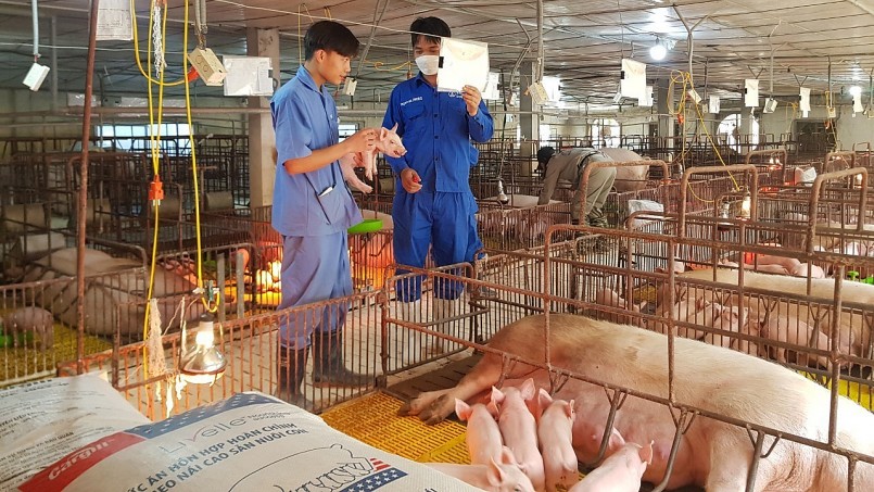 Giá heo hơi hôm nay (25/5) tăng trong khi giá thức ăn đã hạ nhiệt khiến người nuôi heo hưởng lợi kép.