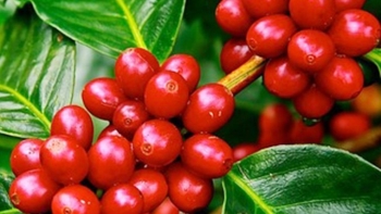 Giá nông sản hôm nay 25/5: Giá cà phê tăng vọt lập đỉnh, hồ tiêu suy giảm nhẹ do sức mua yếu