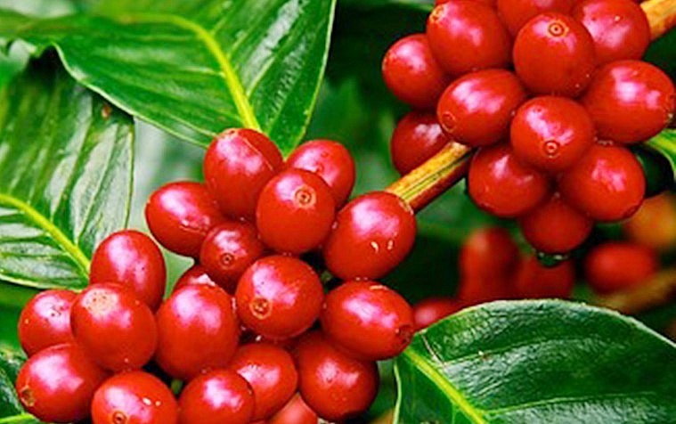 Giá nông sản hôm nay (25/5), giá cà phê duy trì đà tăng mạnh trên sàn kỳ hạn. 