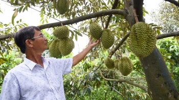 Động thái mới của Trung Quốc, sầu riêng Việt Nam có thêm cơ hội bứt phá