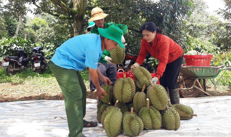 Sầu riêng đang thời điểm thu hoạch rộ, nhà vương kỳ vọng cửa xuất khẩu sẽ rộng mở hơn.