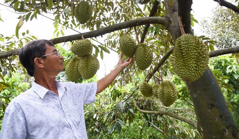 400 vùng trồng và 60 cơ sở đóng gói sầu riêng