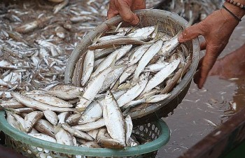 Loài cá “nhỏ mà có võ”, xưa ít người ăn nay thành đặc sản 300.000 đồng/kg, dân bán quanh năm "hốt bạc"