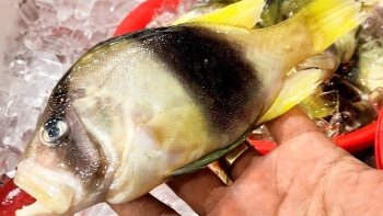 Loài cá lạ và hiếm mang tên gà trên núi lại chỉ có ở vùng biển Nha Trang không mua nhanh là hết hàng