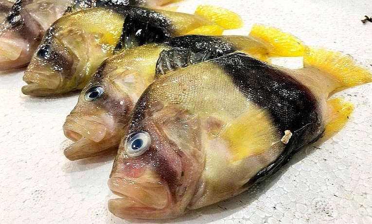 Cá sơn gà rất hiếm nên nhiều người không biết.