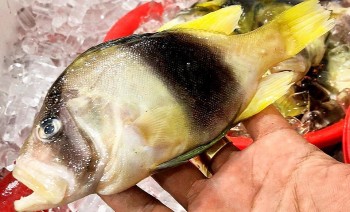 Loài cá lạ và hiếm mang tên gà trên núi lại chỉ có ở vùng biển Nha Trang không mua nhanh là hết hàng