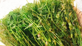 Cây dại có hình thù kỳ lạ lại là món rau đặc sản ăn vào nhớ mãi miền Tây