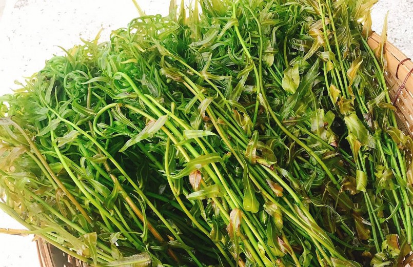 Rau đọt choại là đặc sản của vùng sông nước Hậu Giang.