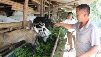 Giữa lúc chăn nuôi gặp khó, nuôi dê vỗ béo vẫn thu lợi nhuận 200 triệu mỗi năm