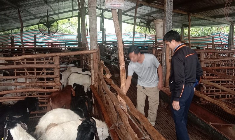 Mỗi năm gia đình anh Bảy thu lợi nhuận 200 triệu từ nuôi dê vỗ béo.