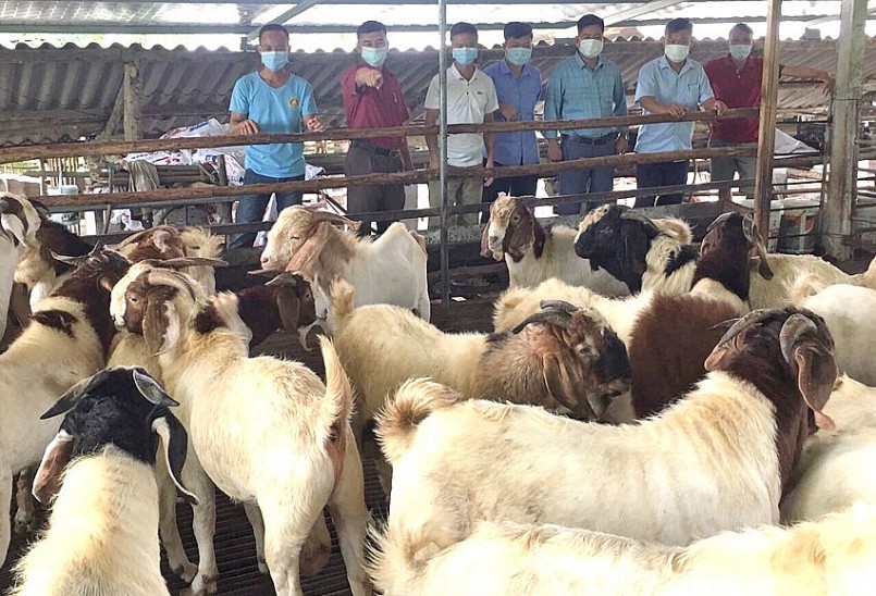 Mô hình chăn nuôi dê thâm canh vỗ béo của gia đình ông Nguyễn Văn Tư (bản Đồng Gia, xã Xuân Lương) cho thu nhập cao, được  người dân trong vùng đến học hỏi.